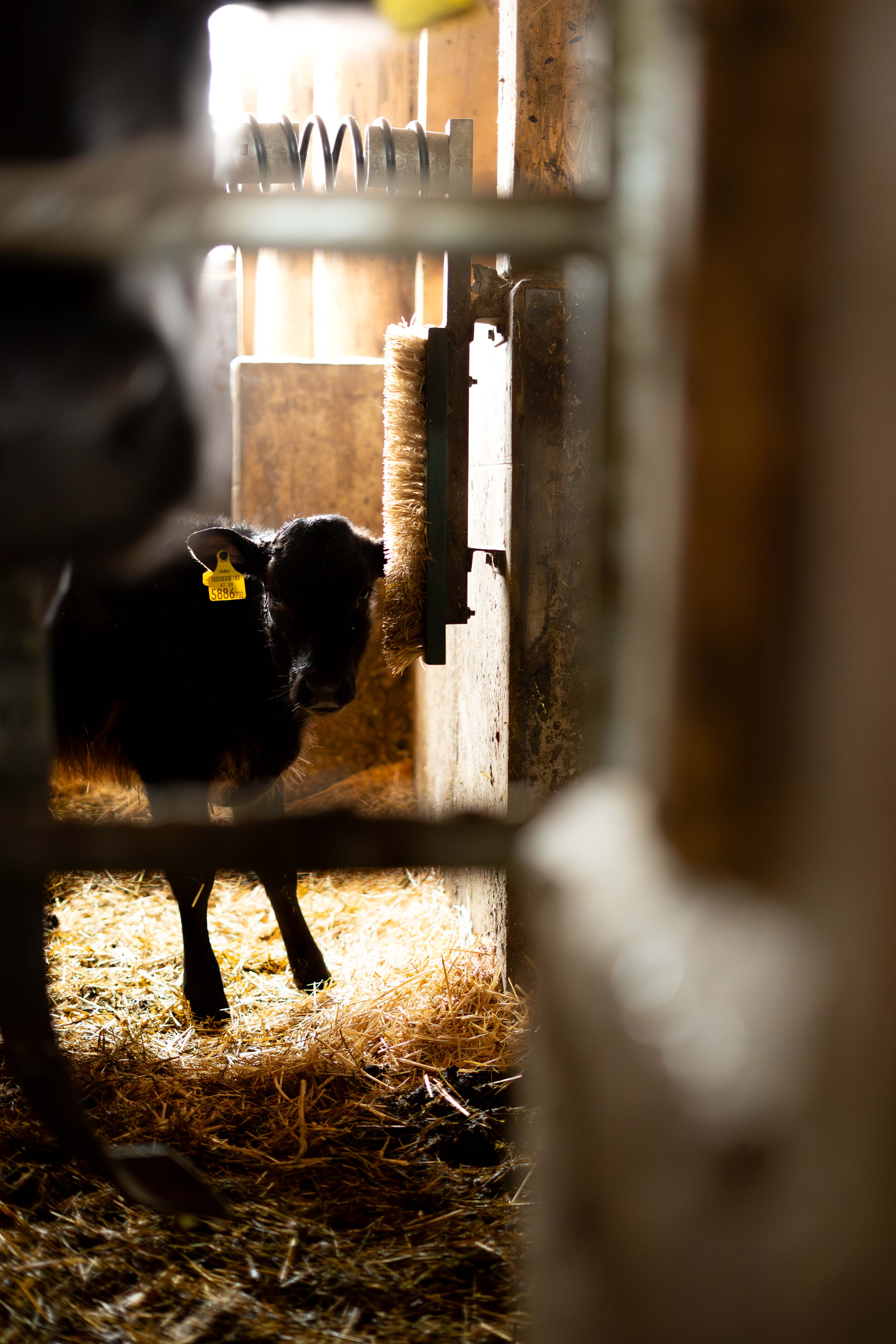 Dachstein Wagyu Kalb