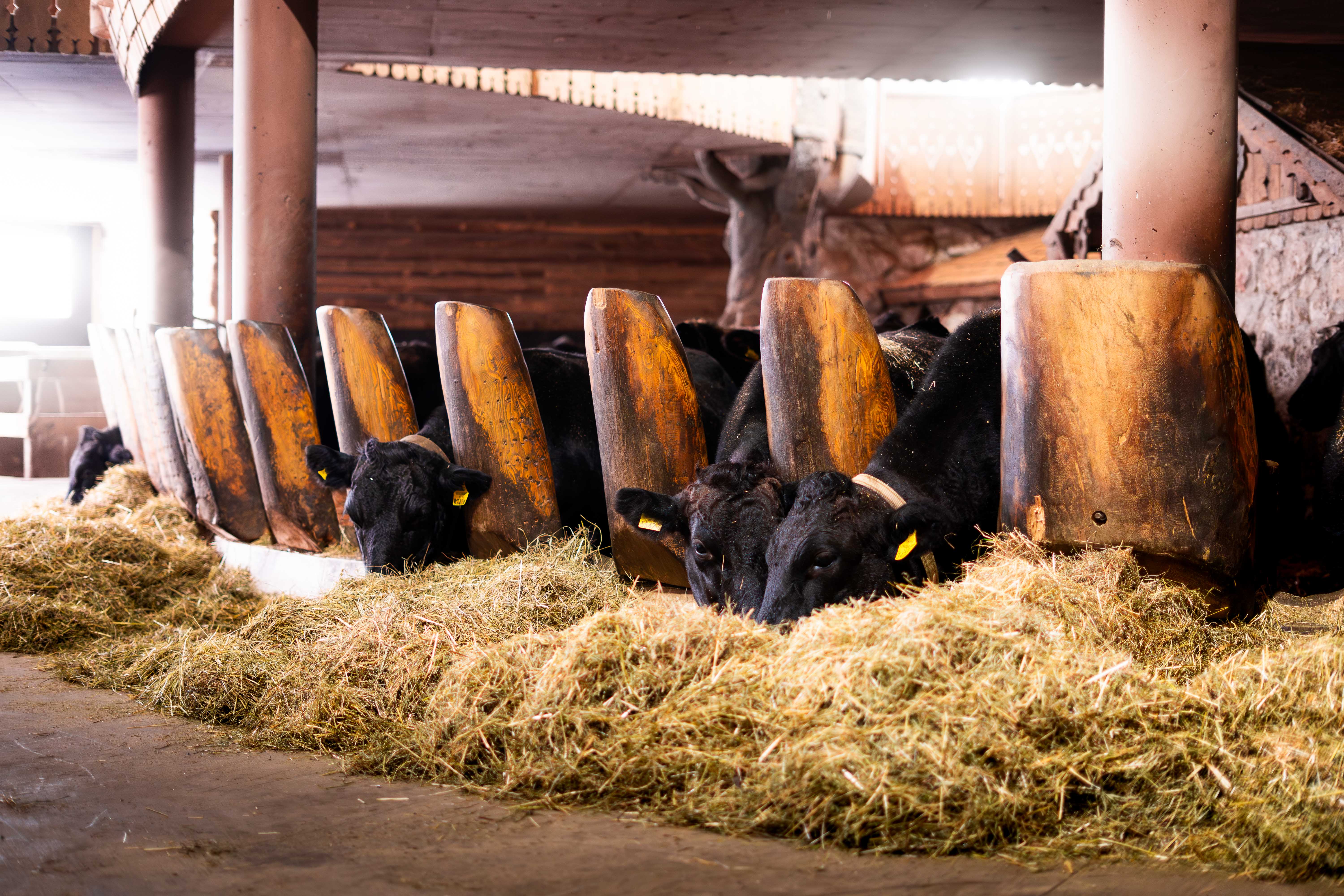 Dachstein Wagyu Stall