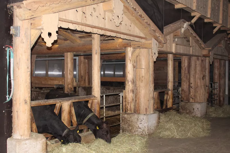 Zwei Kühe im Wagyu Stall beim fressen