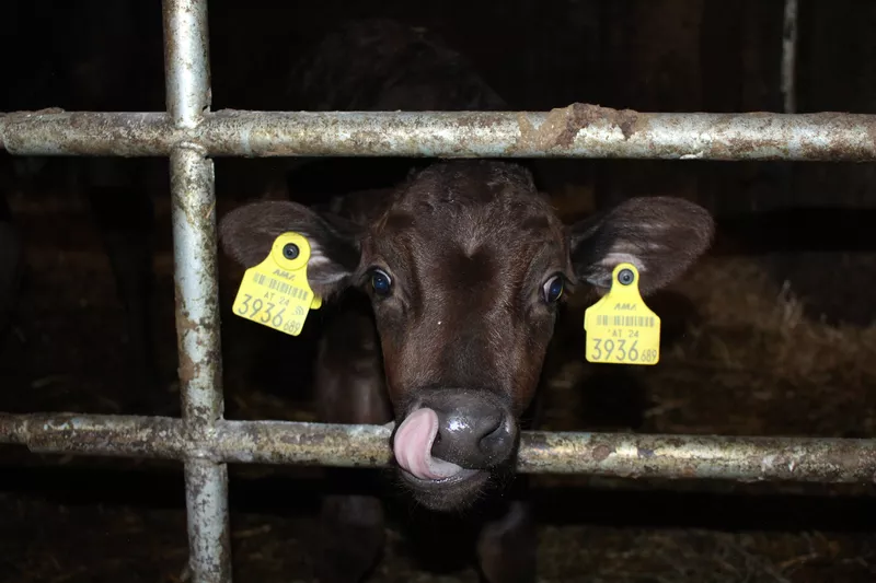 Kleines Wagyu Kälbchen schaut durch die Gitterstäbe im Stall