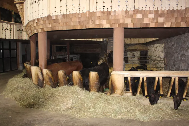 Stallbereich der weiblichen Wagyu Rinder mit ihren Jungen