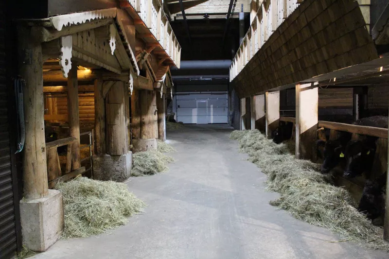 Stallaufnahme vom Futtergang unserer Wagyu Rinder