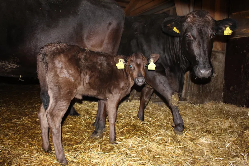 Kleines weibliches Wagyu Kälbchen neben der Mutter