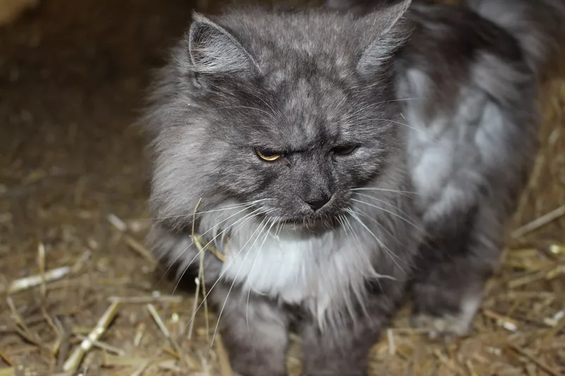 unsere Stallkatze Mia, sie spielt hier im Stroh welches für die Wagyu Rinder als Einstreu verwendet wird